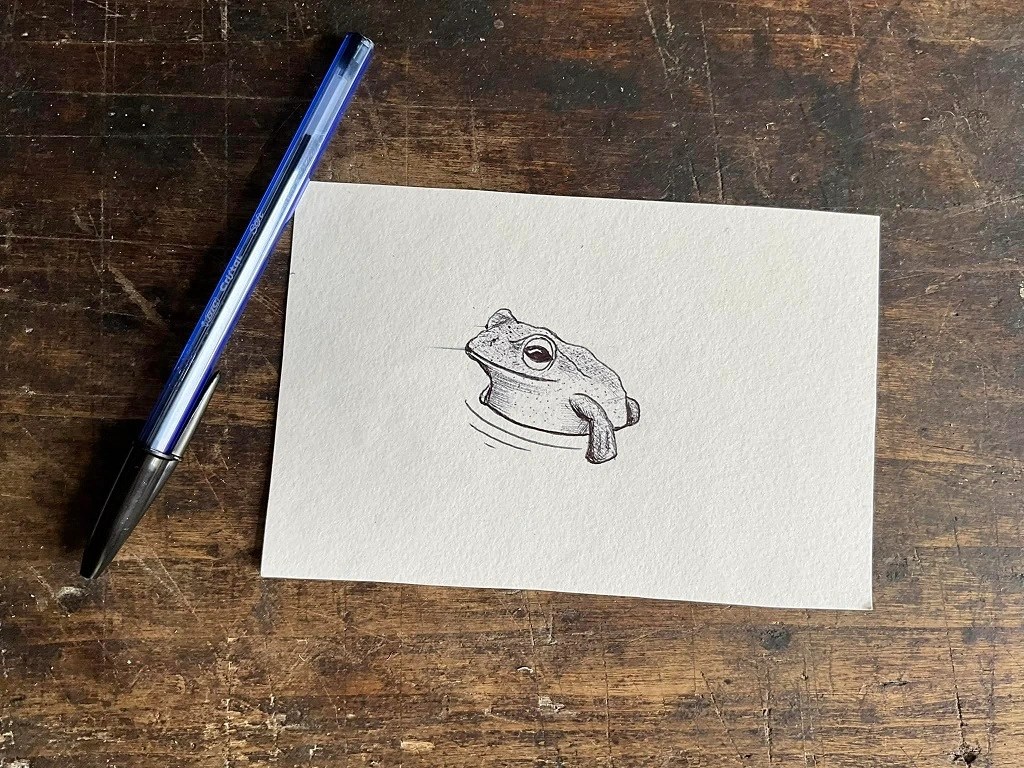 dessin projet tattoo flash grenouille